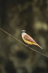 bird on a branch #2