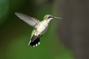 Obraz na płótnie Canvas Ruby-Throated Hummingbird