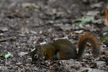 Red Squirrel looking for food on the ground in the forest