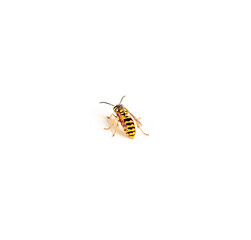 Live wasp isolated on white background. Top view