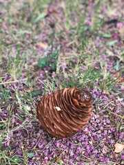 Pine cone fallen on the ground in the outside yard