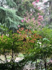 Backyard garden in late summer