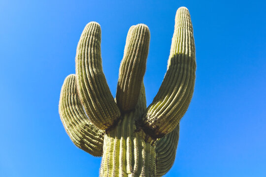 Looking Up A Large Saguaro in the Arizona Desert