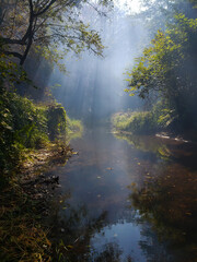 Fototapeta premium morning in the forest
