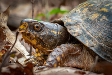 Close up of a female Eastern Box Turtle in the woods. Raleigh, North Carolina.