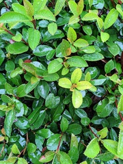 green leaves in rainy day in the garden