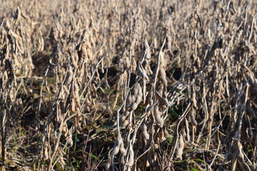 ダイズ畑 収穫前