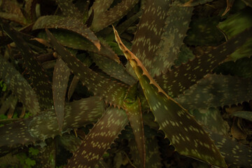 
aloe vera plants in an ordinary garden