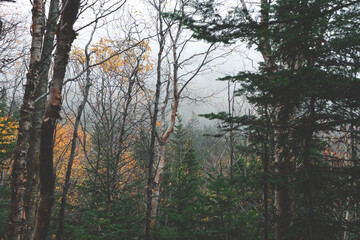 Fall Forrest in the Fog