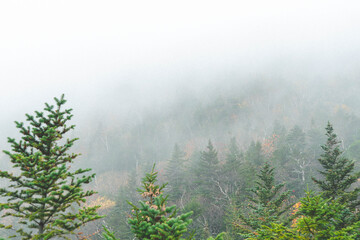 Mountain side Pine Trees in the fog