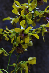 Obraz premium beautiful dendrobium orhchid captured early morning with natural droplets