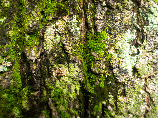 Lichen on the Tree in Medellin, Antioquia / Colombia