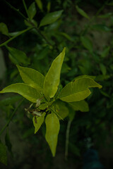 small green leaves of an ordinary little plant