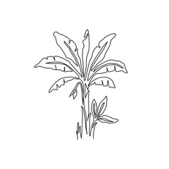 Single continuous line drawing of fresh and exotic banana tree. Decorative banana plant for plantation company. Agriculture cultivation concept. Modern one line draw design vector graphic illustration
