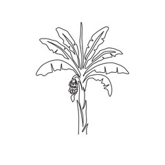 Single one line drawing fertile and fresh banana tree. Decorative banana plant for plantation company. Agriculture cultivation concept. Modern continuous line draw design graphic vector illustration