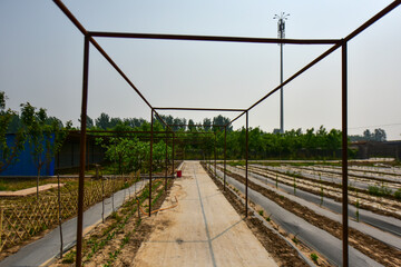 A farm field with seeds covered with plastic film