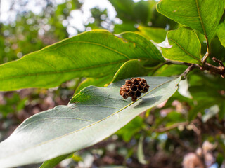 Small Empty Hexagonal Honeycomb on a Tree Leaf