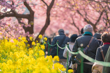 伊豆河津桜まつり