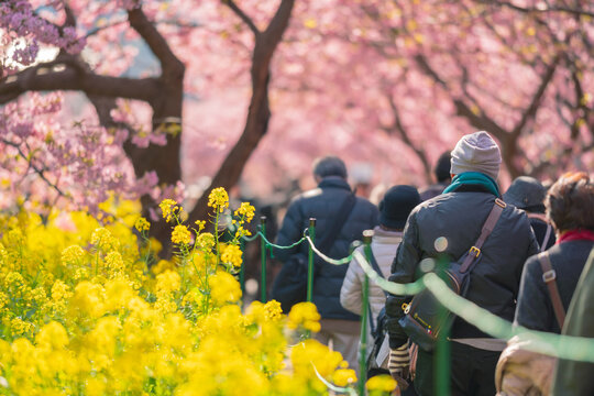 伊豆河津桜まつり