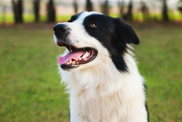 Amigo do homem feliz!