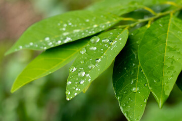  plant, green,Water drop, nature,leaves,Tree,