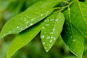  plant, green,Water drop, nature,leaves,Tree,