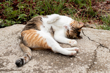 cat, animal, nature,green, 