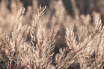 Fototapeta premium Fresh forest of grass in drops of morning dew sparkling in the sunlight