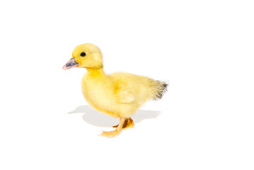 NewBorn little Cute yellow duckling isolated on white.