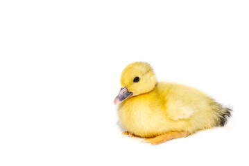 NewBorn little Cute yellow duckling isolated on white.