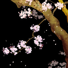 Japanese-style background expressing the cherry blossoms at night