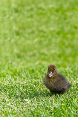 Small newborn ducklings walking on backyard on green grass. Yellow cute duckling running on meadow field in sunny day. Banner or panoramic shot with duck chick on grass.