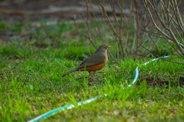 robin on the grass