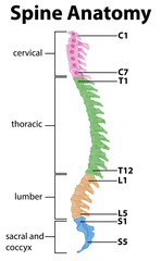 Anatomy of the spine or spinal curves infographic - obrazy, fototapety, plakaty
