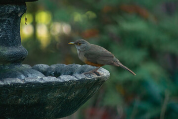 bird on a branch