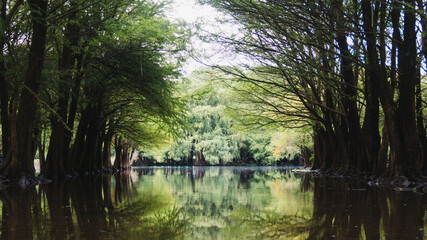 Fototapeta na wymiar dark lake and wet forest. dark mood. camecuaro lake