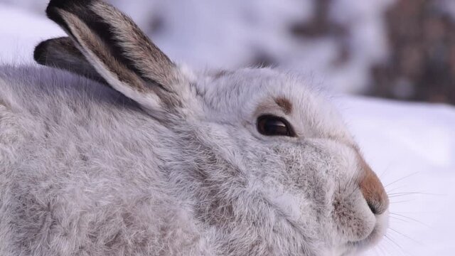 mountain hare in winter coat in snowy mountains, Cairngorms, Scotland, close-up