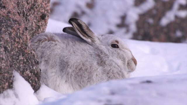 mountain hare in winter coat, sheltering by rock in snowy mountains, Cairngorms, Scotland
