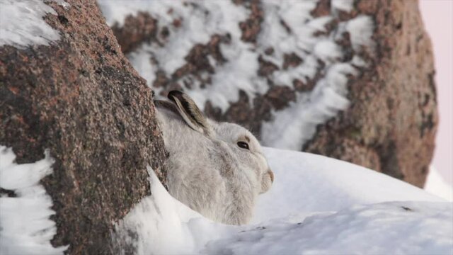 mountain hare in winter coat, sheltering among rocks in snowy mountains, Cairngorms, Scotland