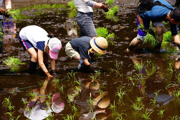 田植え