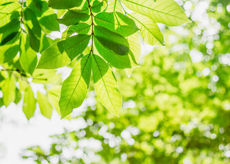 Fototapeta na wymiar Natural green leaf background