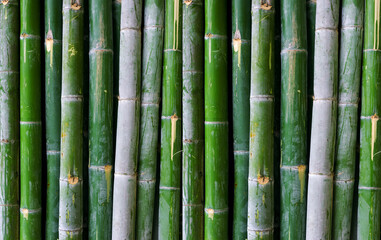 green bamboo fence