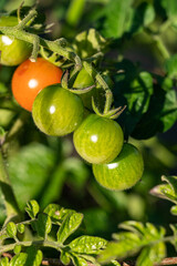 whole bunch of small green cherry tomatoes hang on the vein under the sun in the garden with an orange one in between