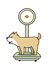 体重を計る柴犬