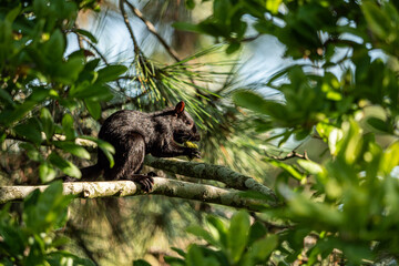 one cute black squirrel sitting on the tree branch behind green leaves eating a green but on its paw on a sunny day
