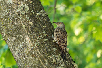 one Northern flicker bird cling on the thick tree truck  examine the surface under the shade of the dense foliage