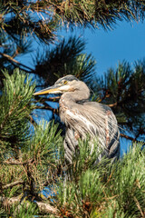 close up of one great blue heron resting on the pine tree branch behind green needle leaves  under clear blue sky