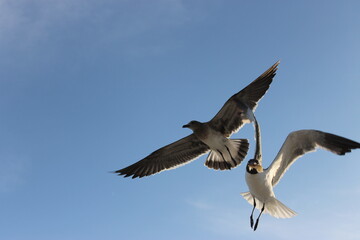 Two seagulls flying overhead one of which catching a piece of bread in mi air 