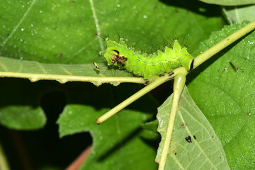 Close up of the old larvae of the green tailed silkworm moth (Bombyx Mandarina) inhabiting wild plants