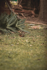 Bird in the distance